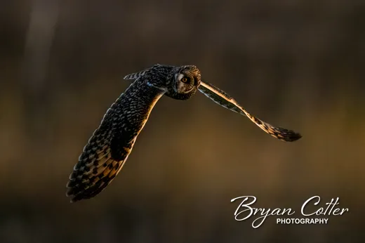 Short-eared Owl