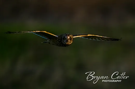 Short-eared Owl