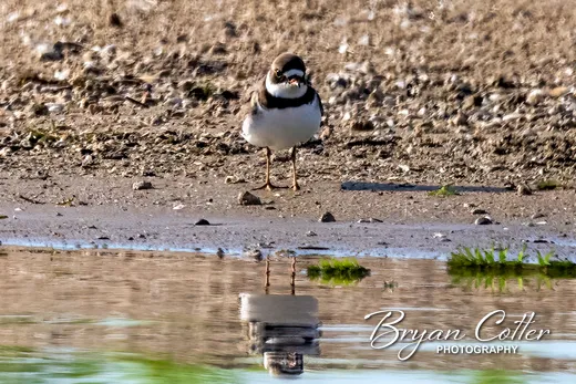 Semipalmated Plover photographed in Texas by Bryan Cotter