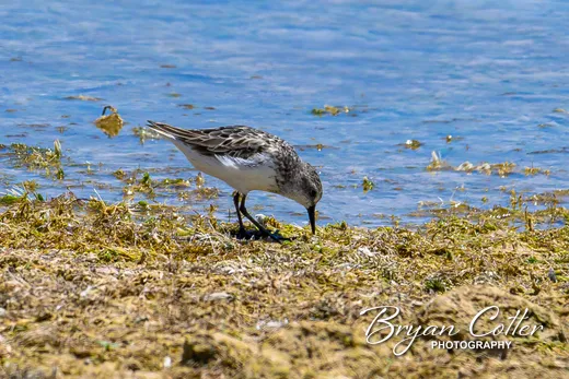 Semipalmated Sandpiper