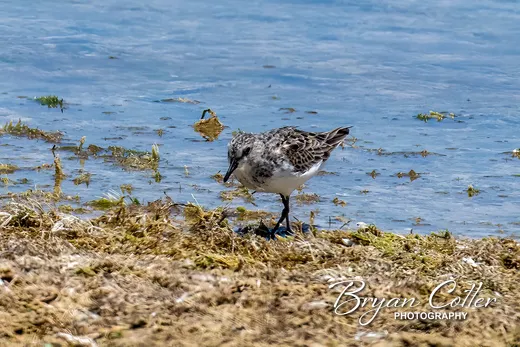 Semipalmated Sandpiper