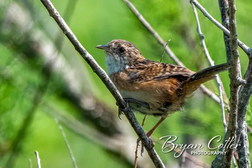 Sedge Wren photographed in Texas by Bryan Cotter