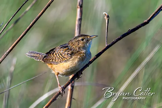 Sedge Wren