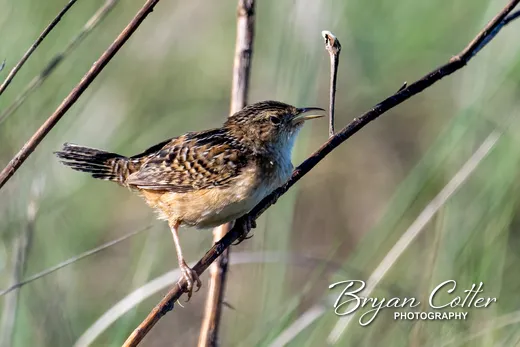 Sedge Wren