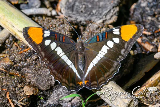 Arizona Sister photographed in the Davis Mountains region of Texas by Bryan Cotter