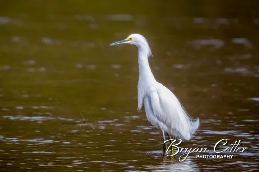 Snowy Egret