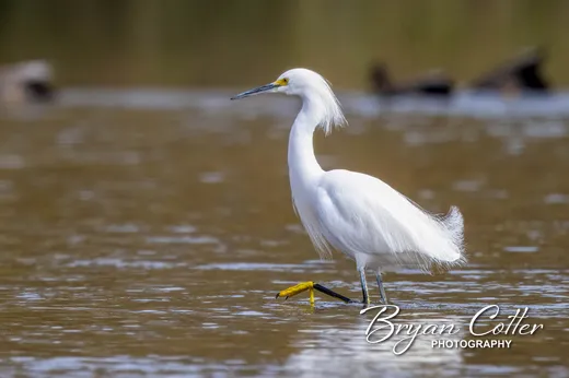 Snowy Egret