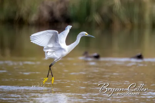 Snowy Egret