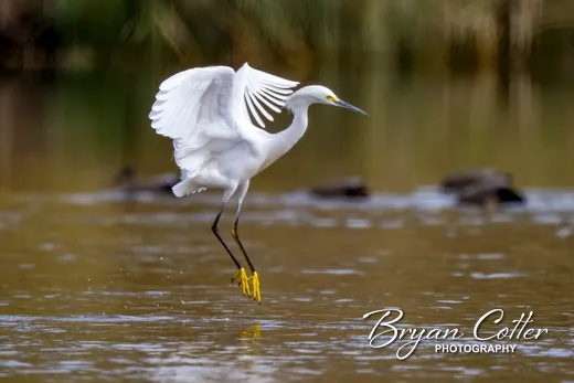 Snowy Egret