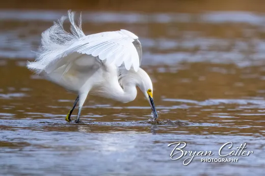 Snowy Egret