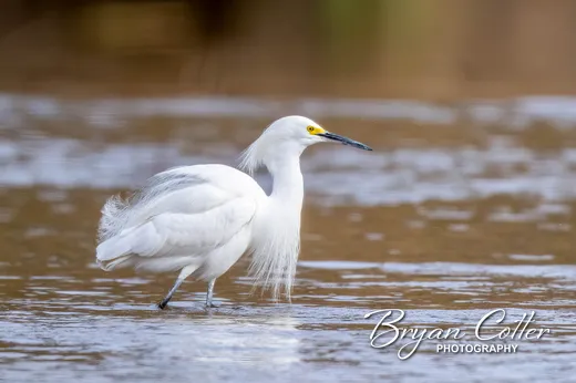 Snowy Egret
