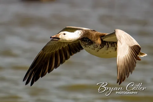 Snow Goose