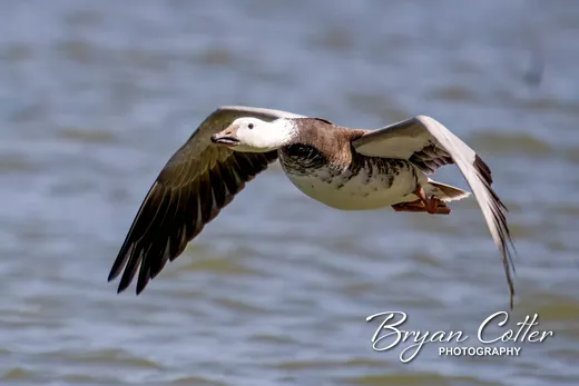 Snow Goose