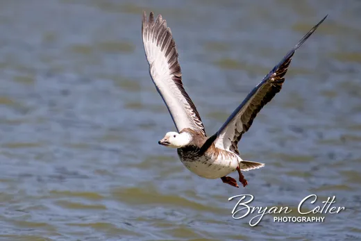 Snow Goose