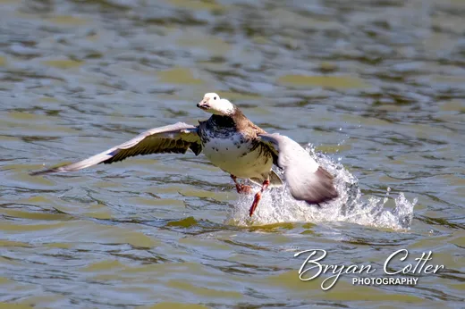 Snow Goose