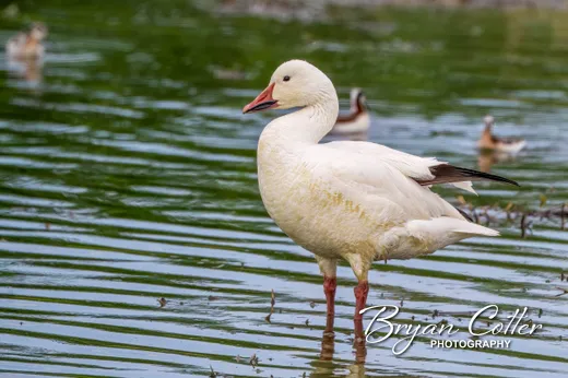 Snow Goose