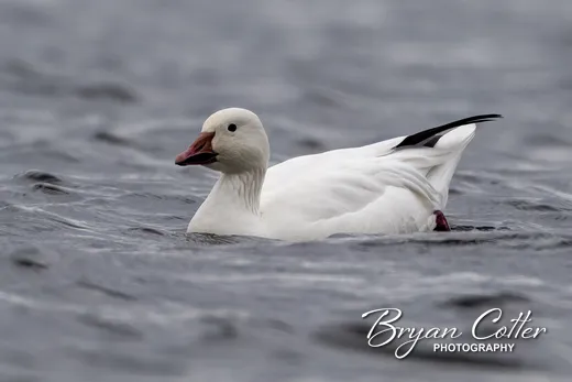 Snow Goose