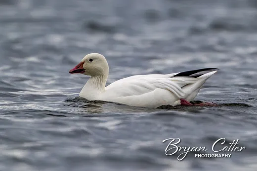 Snow Goose