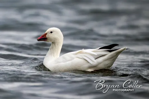 Snow Goose