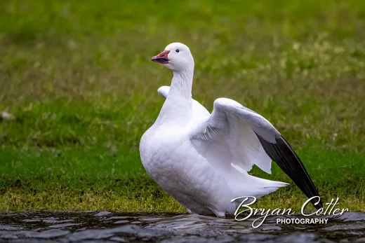 Snow Goose