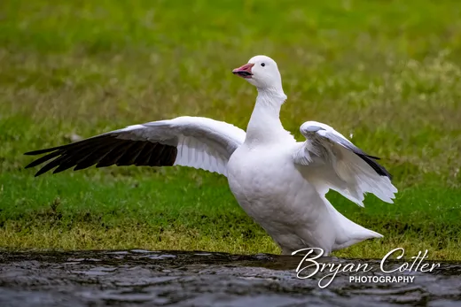 Snow Goose