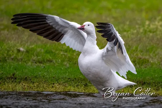 Snow Goose