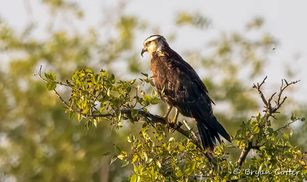Snail Kite