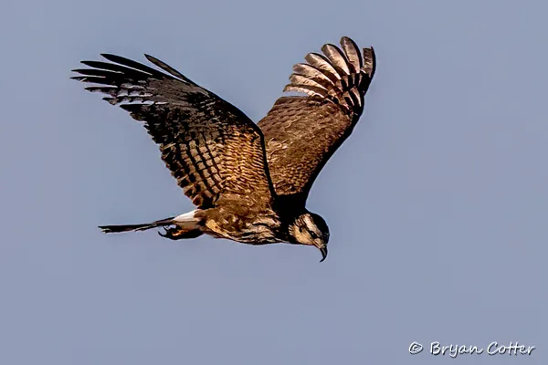 Snail Kite
