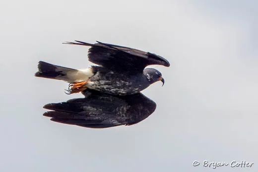 Snail Kite photographed in the Houston Area region of Texas by Bryan Cotter