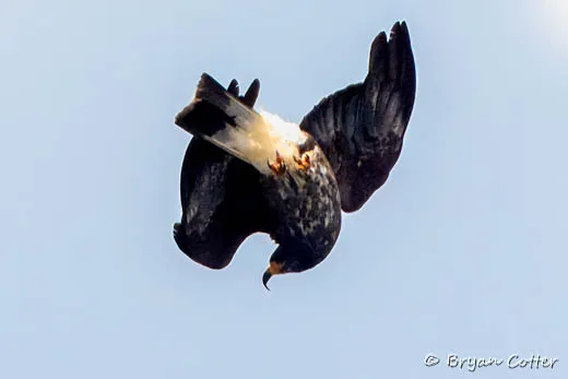 Snail Kite