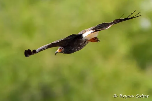 Snail Kite
