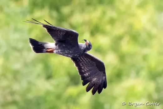 Snail Kite
