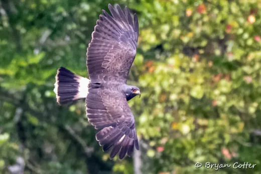 Snail Kite