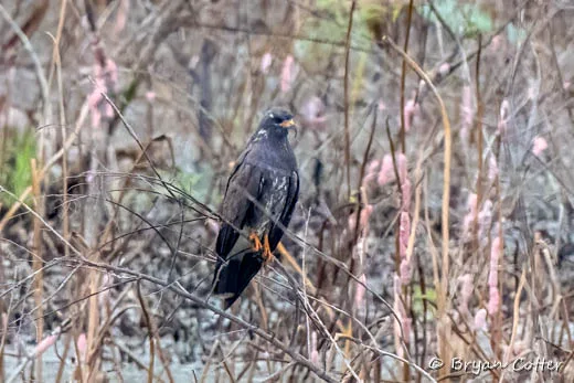 Snail Kite
