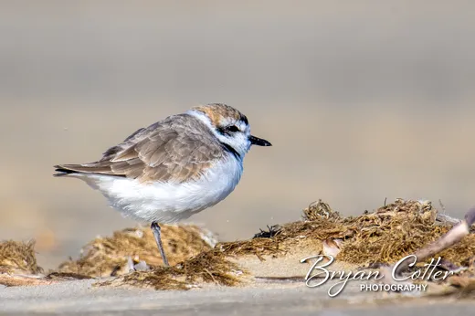 Snowy Plover