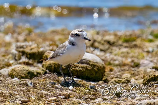Snowy Plover