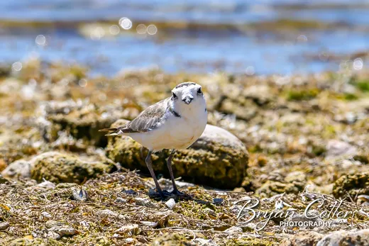 Snowy Plover