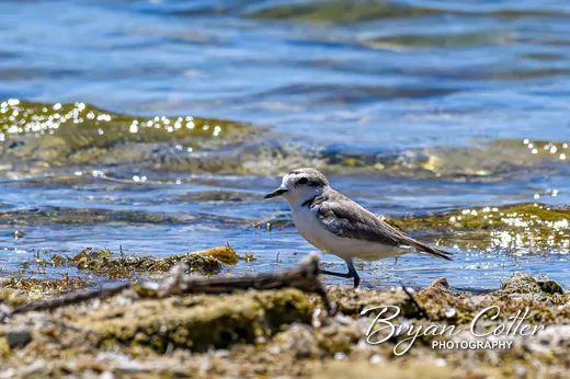 Snowy Plover