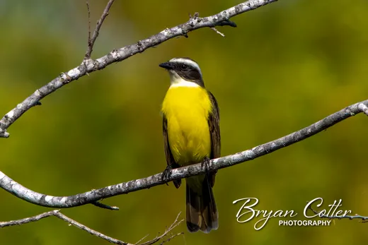 Social Flycatcher