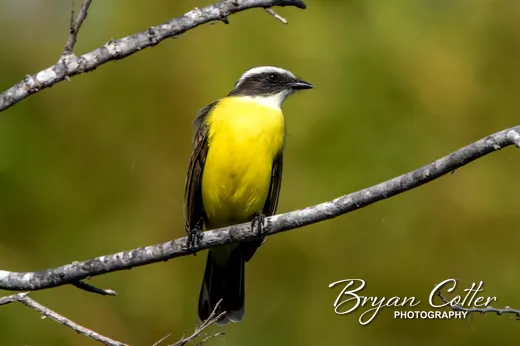 Social Flycatcher