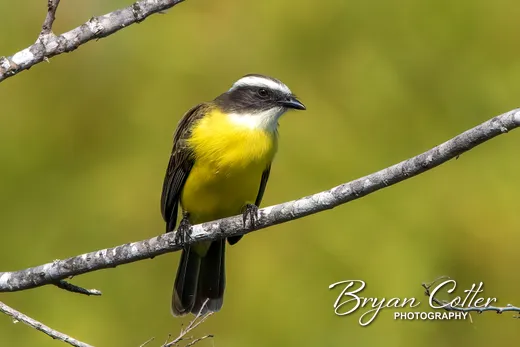 Social Flycatcher