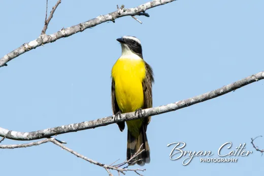 Social Flycatcher