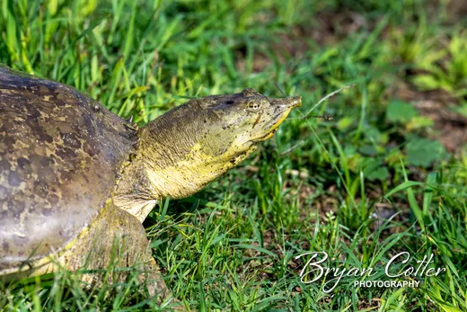 Spiny Softshell Turtle photographed in Texas by Bryan Cotter