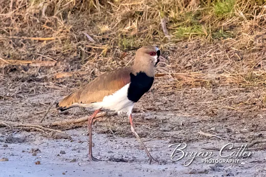 Southern Lapwing