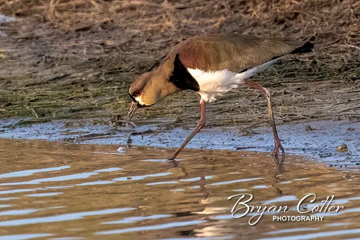 Southern Lapwing