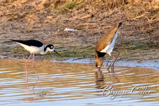 Southern Lapwing