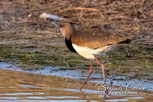 Southern Lapwing