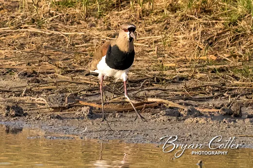 Southern Lapwing