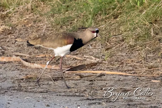 Southern Lapwing