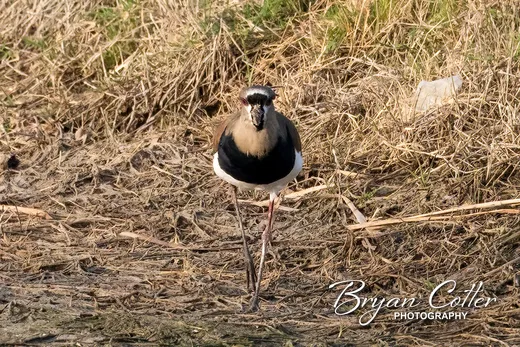 Southern Lapwing